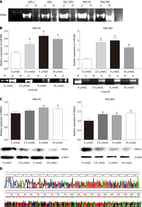 MicroRNA 596 Acts As A Tumor Suppressor In Gastric Cancer And Is