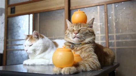 のせ猫 X みかん Cat And Orange 2014 6 Youtube