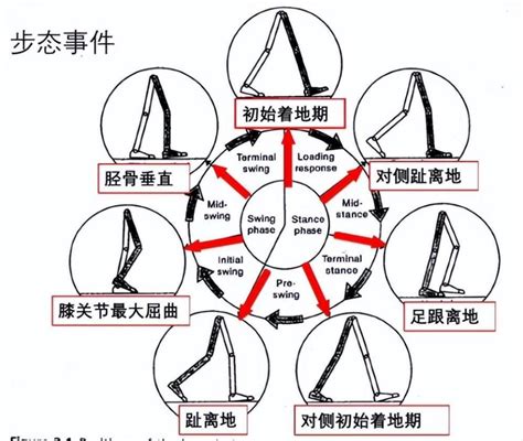 跑步5公里，竟然和步行5公里消耗热量差不多？这真的科学吗？腾讯新闻