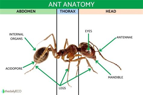 Anatomy of an Ant - Ant Body Parts With Diagrams