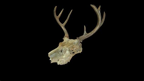 White Tailed Deer Skull M234 Download Free 3d Model By Rmap Vancouver