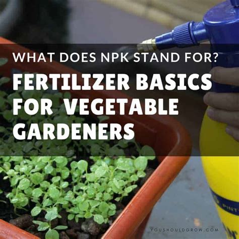 17 Key Vegetable Gardening Tips For Beginners You Should Grow