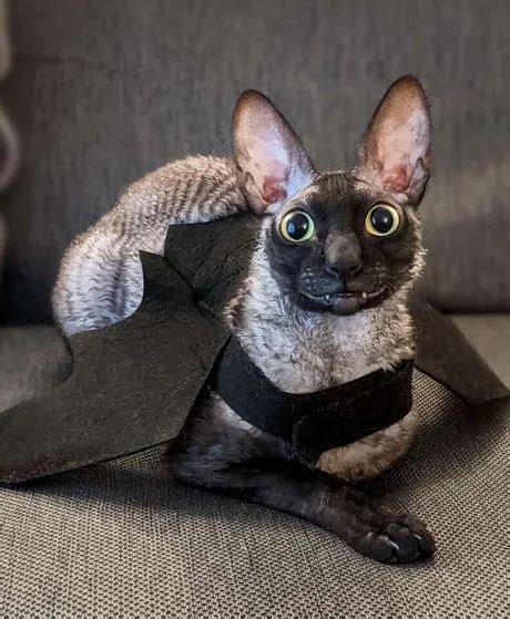 Pixel The Smiling Cornish Rex Cat In Bat Costume