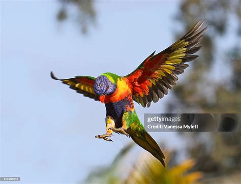 Rainbow Lorikeet Flying High-Res Stock Photo - Getty Images