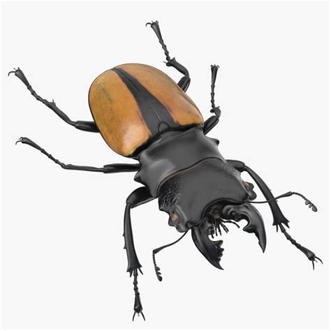 Beetle 3d Models For Download Turbosquid