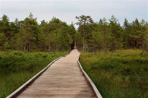 Walking Road Made Of Wooden Planks In The Deep Bog Forest Stock Photo