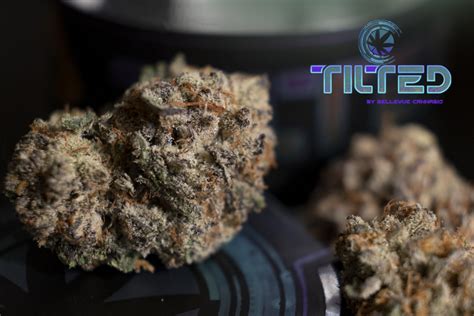 Strain Feature Black Cherry Gas From Tilted By Bellevue Cannabis