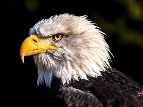 50,000+ Free Eagle Feathers & Eagle Images - Pixabay