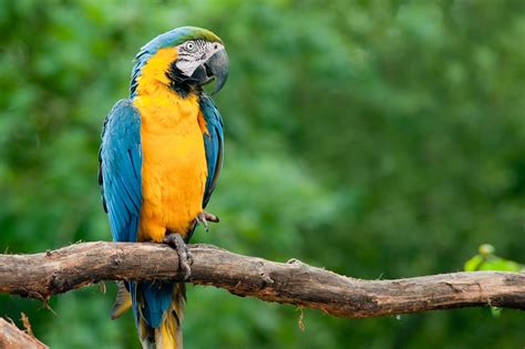 Animais Em Extinção Na Floresta Amazônica Toda Matéria