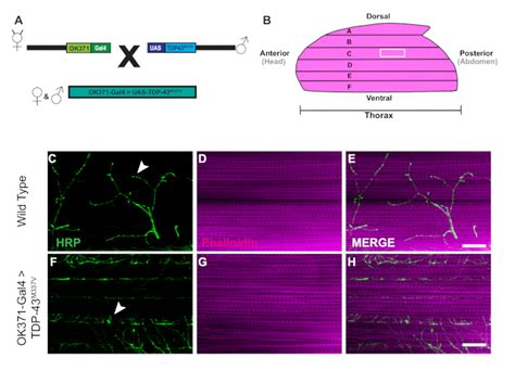 Visualizing Synaptic Degeneration In Adult Drosophila In Association