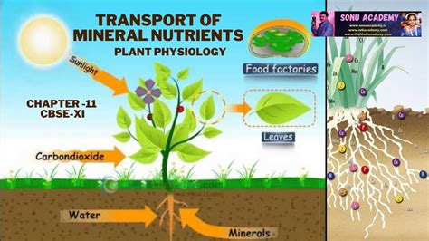 Uptake Of Mineral Ions Plant Physiology UNIT 4 Transport In Plant