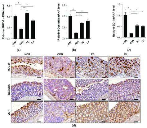 Effects Of Cj On The Expression Of Mucin Associated Protein And Tight Download Scientific