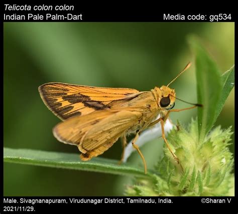 Telicota Colon Fabricius Pale Palm Dart Butterfly