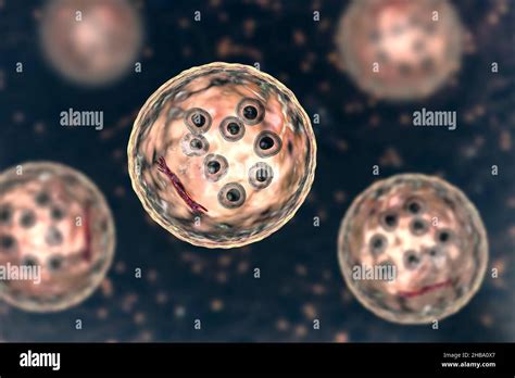 Entamoeba Coli Quiste Fotografías E Imágenes De Alta Resolución Alamy