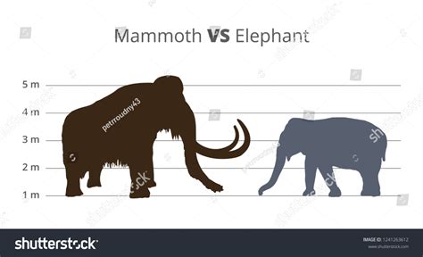 Mammoth Size