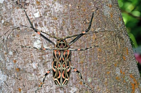 Harlequin Beetle Acrocinus Longimanus · Inaturalist