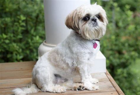 20 Gorgeous Brussels Griffon Mixes You Just Have To See | The Dogman