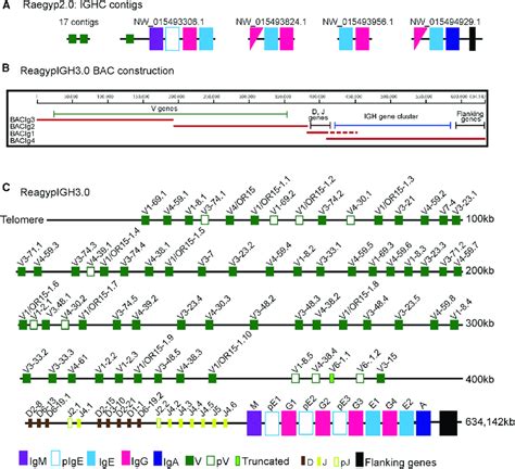 Gene Organization Of Erb Igh Locus A Representation Of Contigs Download Scientific Diagram