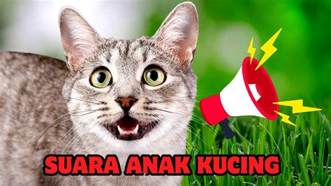 Suara Anak Kucing Suara Kucing Suara Anak Kucing Memanggil Induknya