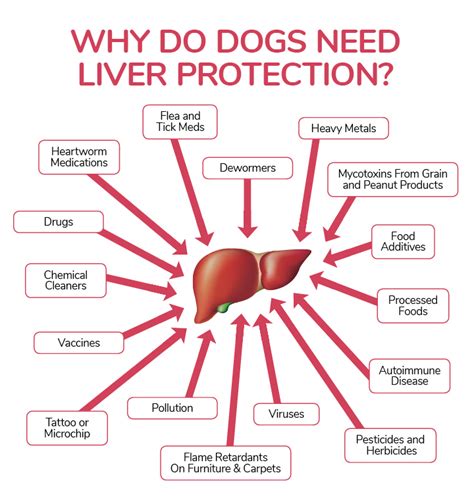 Spot The Early Signs Of Liver Disease In Dogs Dogs Naturally Magazine