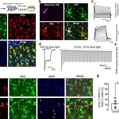 Specific Activation Of NG2 Glia By Optogenetic Stimulation A Cartoon