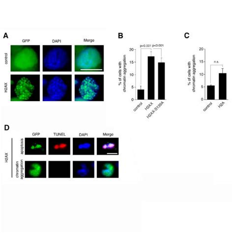 Dna Replication Stress Induces Soluble H2ax A Immunoblot Analysis Download Scientific