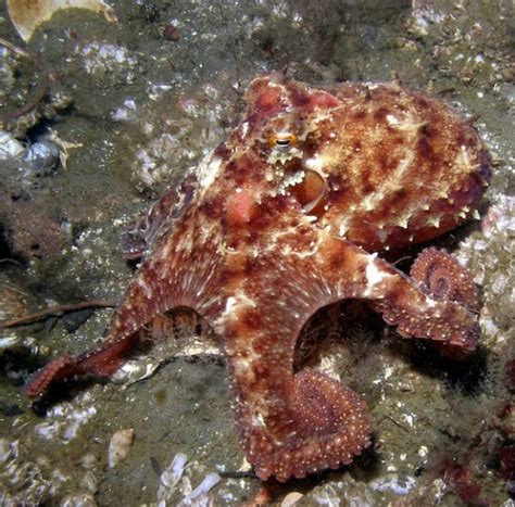 East Pacific Red Octopus