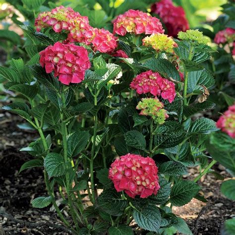 Hydrangea Magical® Ruby Red | Jackson & Perkins