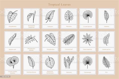 이국적인 열대 잎의 큰 세트 양치식물에 대한 스톡 벡터 아트 및 기타 이미지 양치식물 벡터 아이콘 Istock