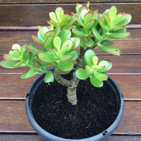 Muda De Jade Suculenta Crassula Ovata Planta Rvore Fortuna R Em