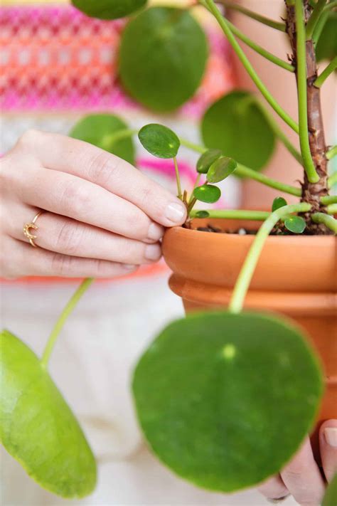 Caring For Pilea Plants A Beautiful Mess