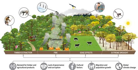 invisible destruction   remaining amazon forest  degraded