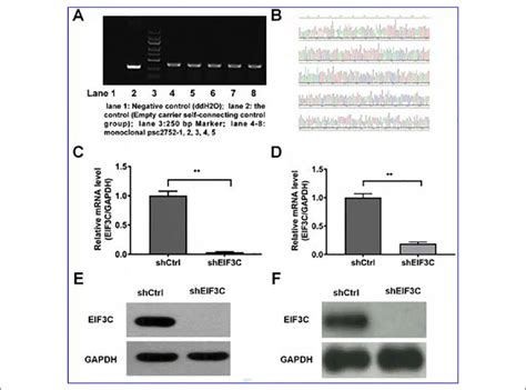 Cell Transfection Assay A Identification Of EIF3C RNA Interference