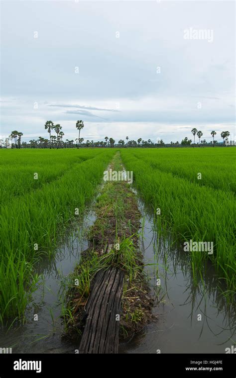 Water Canal For Paddy Rice Field Irrigation Phetburi Thailand Stock