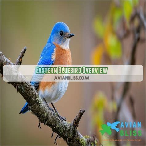 Eastern Bluebird: Stunning Colors, Habitat, Diet, and How to Attract Them