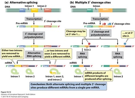 Genetics Chapter Flashcards Quizlet