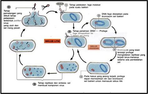 Siklus Hidup Virus Eklifase Adalah