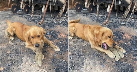 Golden Retriever Non Riesce A Credere Che Il Suo Peluche Preferito Sia