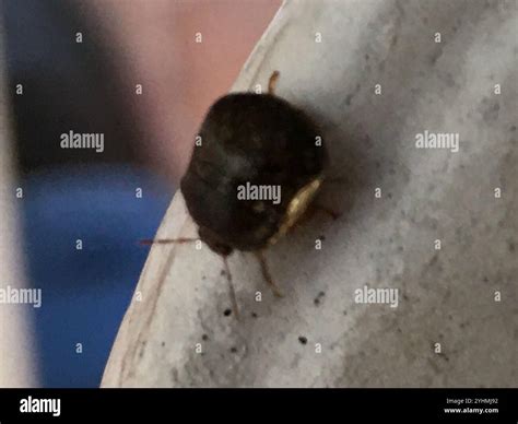 Kudzu Bug Megacopta Cribraria Stock Photo Alamy