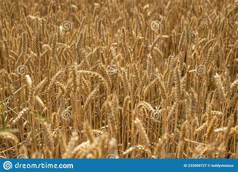 Close Up Of A Wheat Field Triticum Aestivum Stock Image Image Of