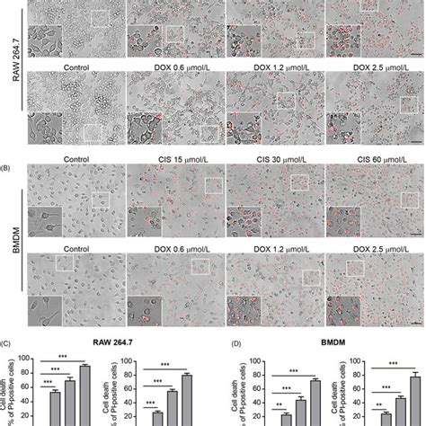 Cisplatin‐ And Doxorubicin‐induced Necrosis In Mouse Macrophages In Download Scientific Diagram