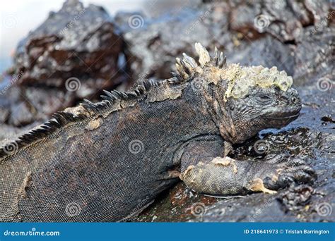 Side On Portrait Of Marine Iguana Amblyrhynchus Cristatus In Galapagos