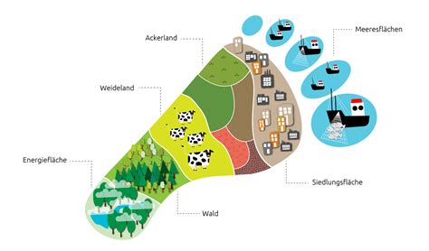 Der Kologische Fu Abdruck Was Ist Das Our Footprint