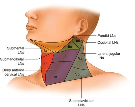 Cervical Lymphadenopathy Springerlink