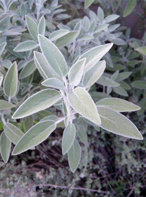 Salvia Officinalis Sage Plant Stock Image Image Of Leafs Officinalis