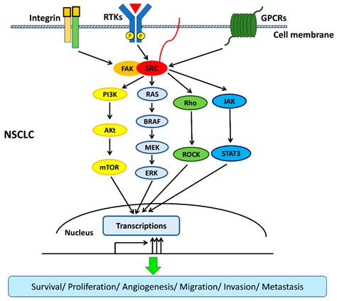 Cancers Free Full Text The Crosstalk Between Src And Hippo Yap