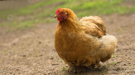 Hen on a farm looking for food 9739274 Stock Photo at Vecteezy