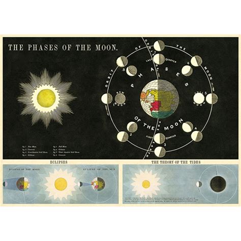 Cavallini Poster Gift Wrap Phases Of The Moon Bobangles