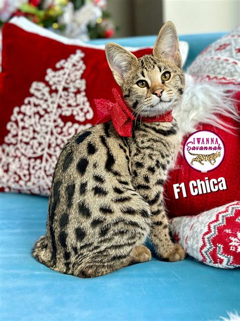 Savannah Cat for sale | F1 Savannah Cats for sale | F2 | F3 | F4 F5