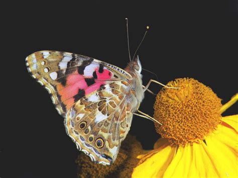 De Vlinderstichting Vlinder Distelvlinder Vanessa Cardui Foto S